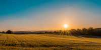 Фото: unsplash.com - Алтайская правда