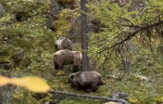 Медведей, лакомящихся брусникой, сняли на видео туристы на Алтае