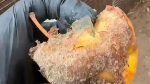 Злополучное яблоко со стеклом / Источник фото: Новосибирский зоопарк
