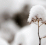Фото: unsplash. com - Алтайская правда
