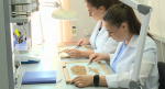В Алтайском крае 86% исследованной ЦОК АПК пшеницы соответствует продовольственным классам