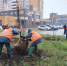 В Барнауле продолжается посадка деревьев - Администрация г. Барнаул