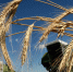 Алтайский край будет участвовать в Российской агропромышленной выставке «Золотая осень 2025» Фото №1 - Алтайская правда