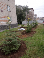 Стал зеленее: в Петровском микрорайоне высадили 55 молодых елей