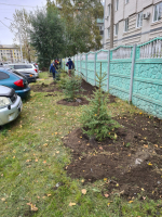 Стал зеленее: в Петровском микрорайоне высадили 55 молодых елей