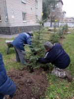 Стал зеленее: в Петровском микрорайоне высадили 55 молодых елей