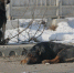 В Новосибирске готовят митинг против закона об усыплении бездомных собак - ИА Амител