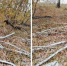 Если не соблюдать правила при заготовке валежника — можно попасть на штраф - Минприроды Алтайского края