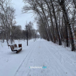 Барнаульские экоактивисты продолжают настаивать, что не все деревья, приговоренные к сносу в парке им. Ленина, являются аварийными