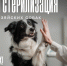 В Барнауле продолжается бесплатная стерилизация домашних собак - Администрация г. Барнаул