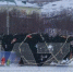 Упавшая новогодняя елка / Фото: t.me/bazabazon - ИА Амител