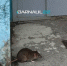 Огромные, жуть: барнаульцы пожаловались на нашествие крыс - Сетевое издание Толк