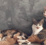 Кошки - Bankfax.Ru