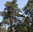Лес - Bankfax.Ru