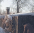 img - ЛДПР