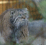 Фото: барнаульский зоопарк / t.me/zoo22ru - ИА Амител