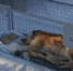 Рекс - Bankfax.Ru