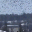 Глава Белгородской области показал странное поведение птиц во время ракетной тревоги - Сетевое издание Толк
