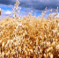 Фото: agroxxi.ru - НИА Алтай