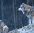волки - Bankfax.Ru