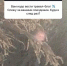 Надежда Стрелец хотела патриотично отдохнуть на Алтае, но проще организовать Куршевель - ИА Амител