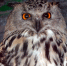 В Бийске спасли животных из нелегального зоопарка Фото №1 - Алтайская правда