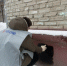 В Октябрьском районе прошла акция «СтопНаркотик»: закрашено 14 незаконных надписей - Администрация г. Барнаул