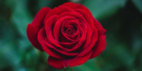 Роза / Фото: unsplash.com - ИА Амител