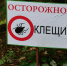 Три человека пострадали от укусов клещей в Республике Алтай - Сетевое издание Толк