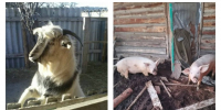 Накормленные животные / Фото: "Инцидент Барнаул" - ИА Амител