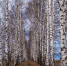 Береза, photocentra.ru, CC0 - АлтГУ