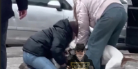 Соцсети: бойцовский пес напал на собаку в барнаульском дворе - Сетевое издание Толк
