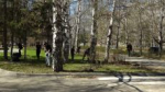 На общегородской субботник в Барнауле выйдут свыше 28 тысяч человек