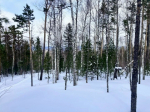 Поиски Усольцевых