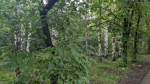 Деревья на улицах Барнаула / Фото: amic.ru
