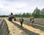 Посев лесных семян выполняется в питомниках Алтайского края