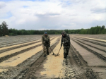 В питомниках Алтайского края ведут посев лесных семян