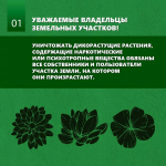 Барнаульцам напоминают об ответственности за выращивание наркосодержащих растений