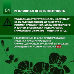 Барнаульцам напоминают об ответственности за выращивание наркосодержащих растений