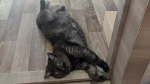 Кошка шотландской породы / Фото: amic.ru