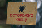 Почти сто человек пострадали от клещей в Алтайском крае за неделю