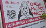 В Барнауле продолжится реализация грантовой поддержки для снижения количества безнадзорных животных
